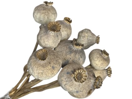 natural grey poppy heads dried large
