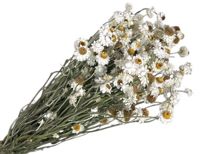 dried flowers ammobium dried white white