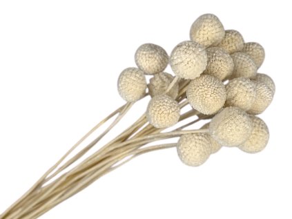 craspedia globosa kraspedia billy button white bielena