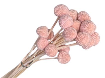 craspedia globosa billy button light pink pale pink