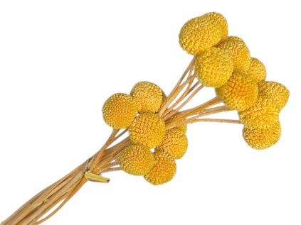 Craspedia globosa Craspedia Billy Button light orange bright orange