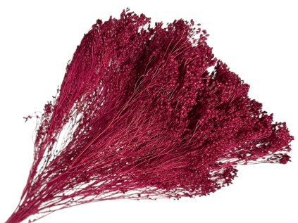 broom bloom dried flower susene kvety karmínové red