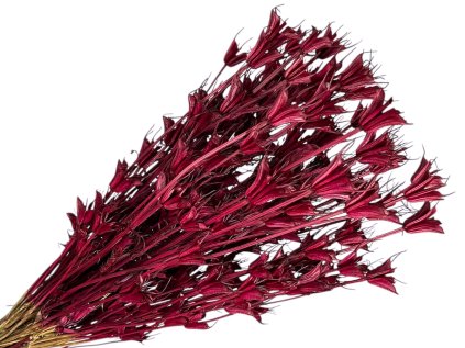 niegalla orientale cernuska burgundy