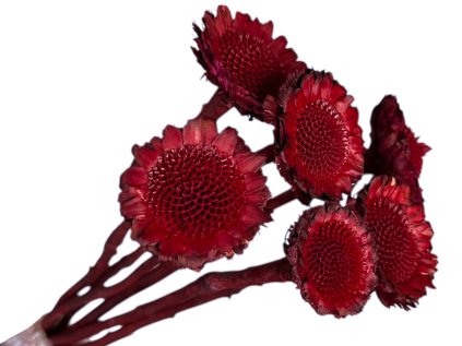 protea daisy bez lupenov cervena red