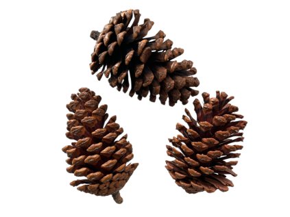 Sušené aranžérske šišky Píniové 3ks - prírodné