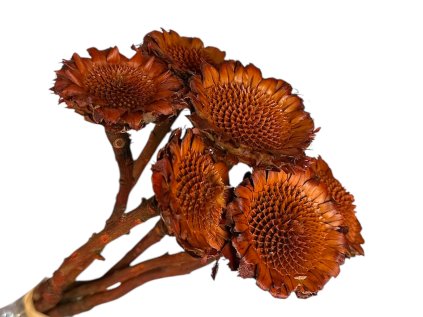 protea daisy bez lupenov orange red