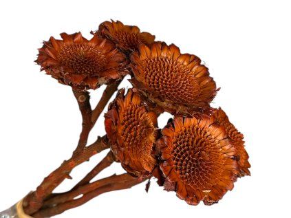 protea daisy without petals orange red