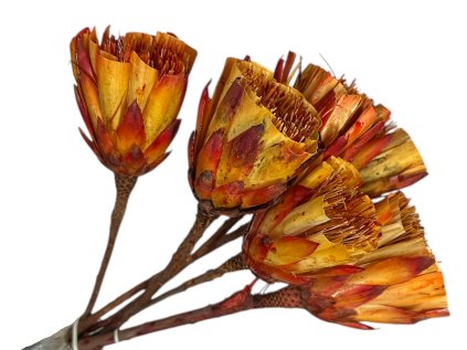 protea cut zrezaná red červená