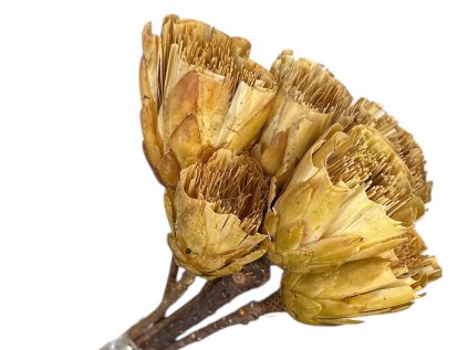 protea cut zrezaná beige brown bezova bielena