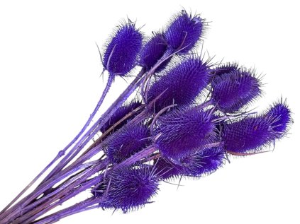 dipsacus bodliak thistle purple fialovy