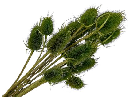 dipsacus thistle olive green green