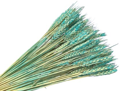 psenica tyrkys ombre