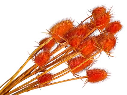 dipsacus bodliak thistle orange oranzovy