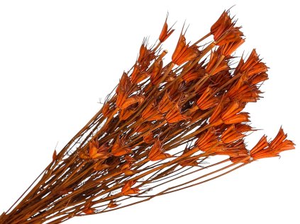 nigella orientale cernuska orange oranzova