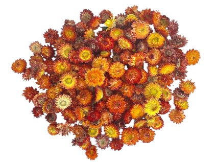 helichrysum straw flower heads orange pom poms 1