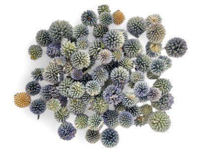 dried thistles globe thistle heads natural natural