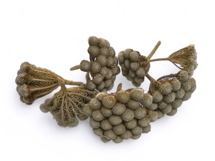 susene kvety brunia hlavicky dried brunia heads1