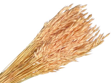 dried oats avena powder