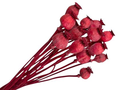 makovice prirodne poppy dried susene červené red