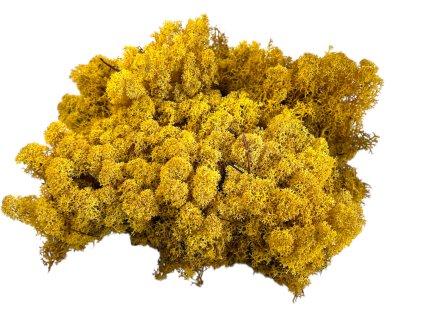 Islandský lišajník, sobí mach 250g okrovo žltý