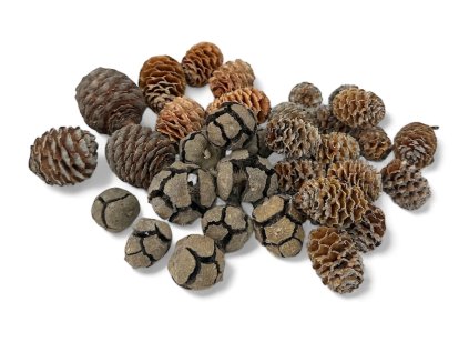 susene sisky na aranzovanie prirodne EXOTIKA