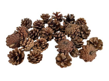 Pine cones of mountain pine 150g natural brown