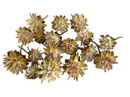 Sušené kvety šišky Plumosum so stopkou prírodné