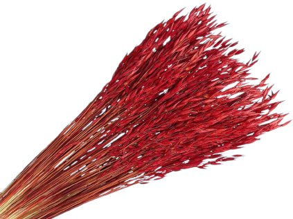 suseny ovos avena cerveny