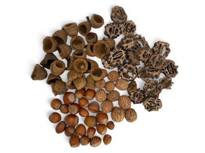 susina aranzerska oriesky zalude