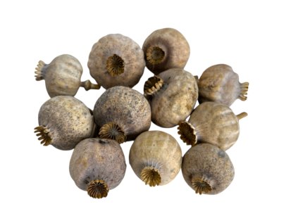 Dried poppy heads large 10pcs natural grey