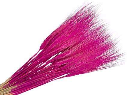 ražné klasy cyklamen