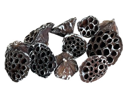 Sušené Lotosové kvety 6–8 cm 11ks - zabielené
