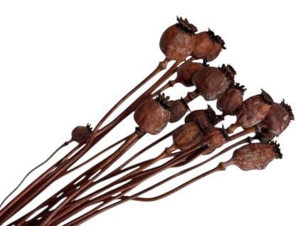 makovice prirodne sede poppy dried susene hnede brown