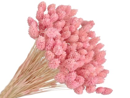 pink phalaris