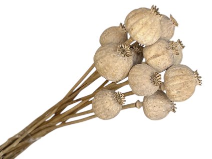 poppy heads naturally grey dried natural grey