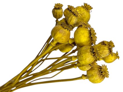 makovice prirodne zlte horcicove poppy dried natural yellow mustard