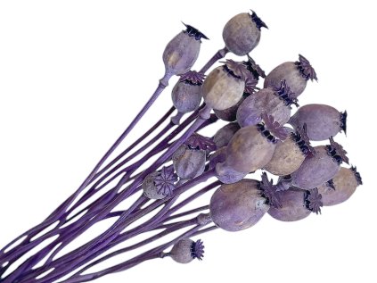 poppy dried natural purple violet