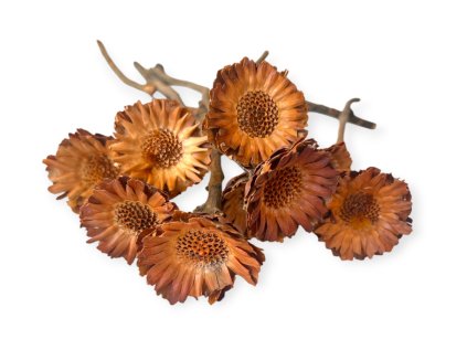 Dried flowers - Protea Compacta without petals with stem 9pcs - Daisy