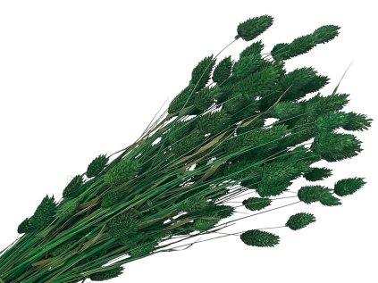 dried phalaris grass dark green