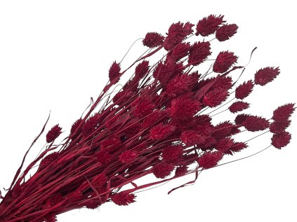 dried phalaris grass burgundy