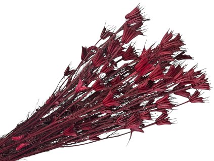 niegalla orientalis dried susena cernuska burgundy