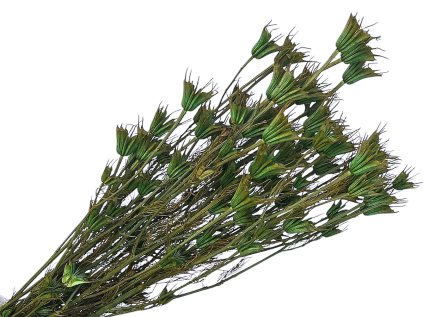 Nigella orientalis dried black cumin green dark green