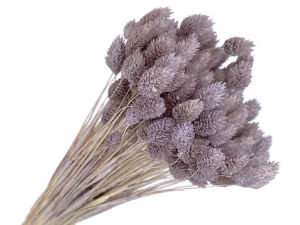 phalaris gray-purple
