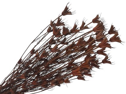Nigella orientalis dried brown