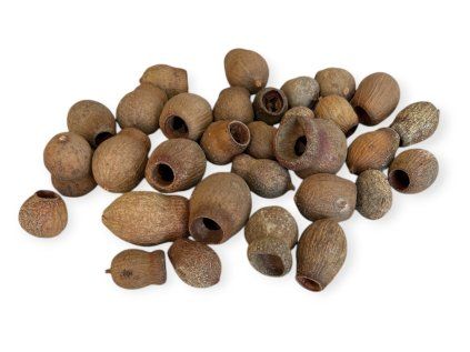 Dried eucalyptus Bell Gum 220g - natural