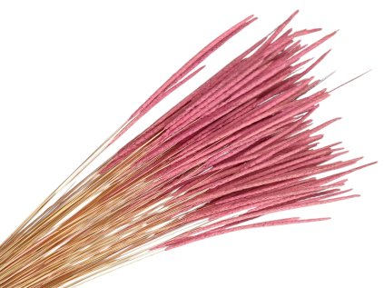 susena trava timotejka timothy grass phleum svetloružová pink