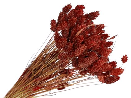 phalaris hnedocerveny