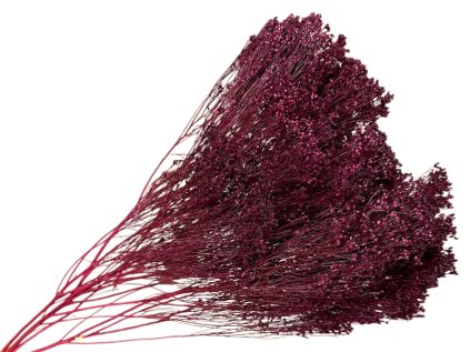 broom bloom dried flower susene kvety bordové