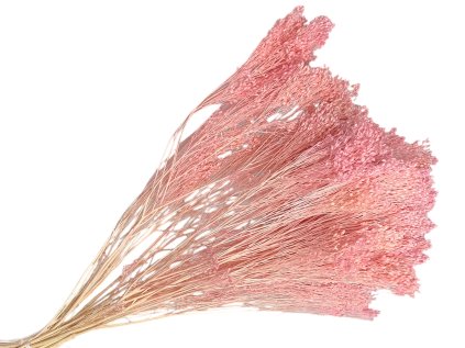 broom bloom dried flowers dried bleached pink pink1