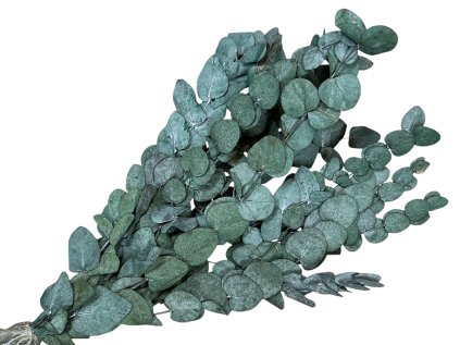 eucalyptus stuartiana